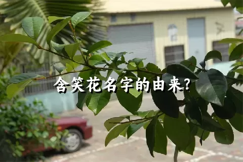 含笑花名字的由来？