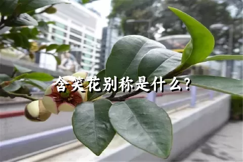 含笑花别称是什么？