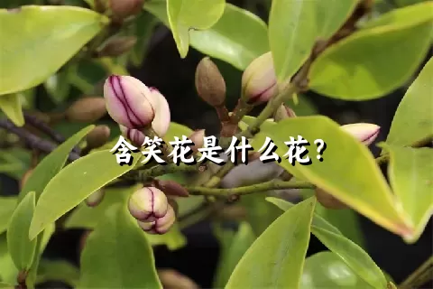 含笑花是什么花？