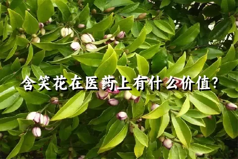 含笑花在医药上有什么价值？