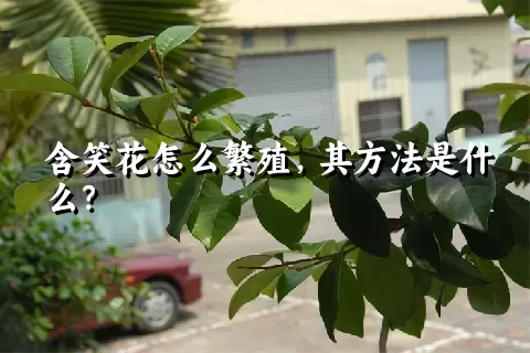 含笑花怎么繁殖，其方法是什么？