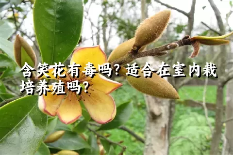 含笑花有毒吗？适合在室内栽培养殖吗？