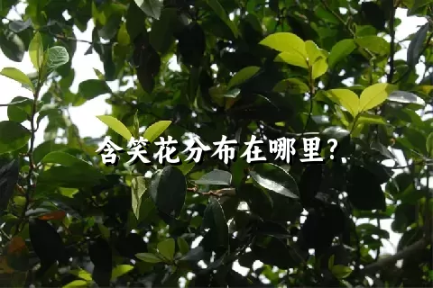 含笑花分布在哪里?