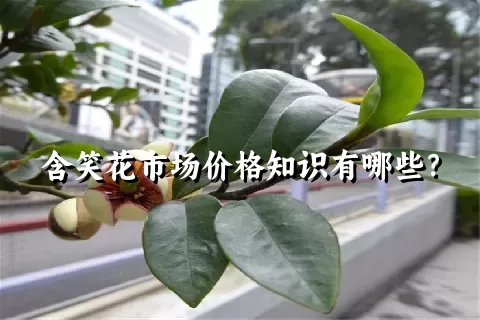 含笑花市场价格知识有哪些？