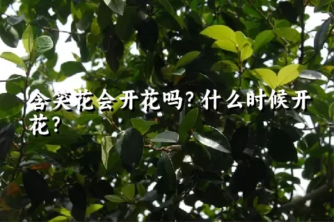 含笑花会开花吗？什么时候开花？