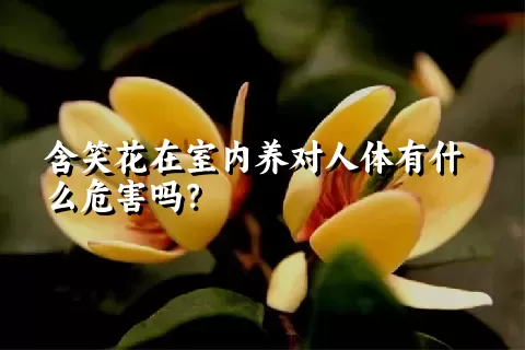 含笑花在室内养对人体有什么危害吗？