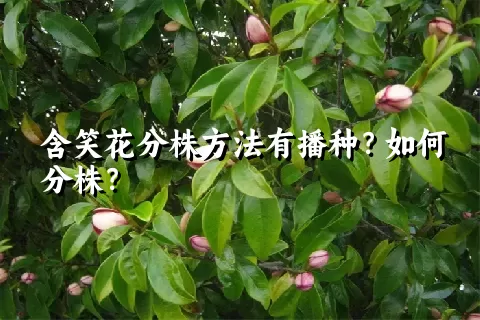 含笑花分株方法有播种？如何分株？