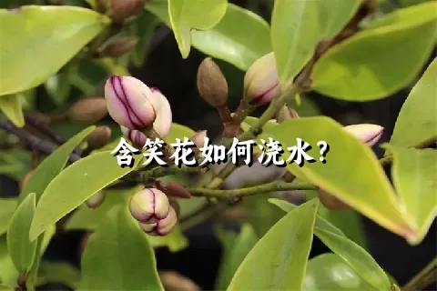 含笑花如何浇水？