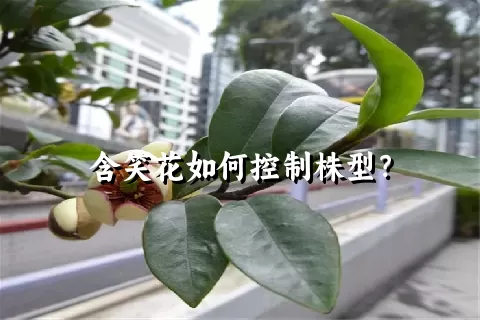 含笑花如何控制株型？