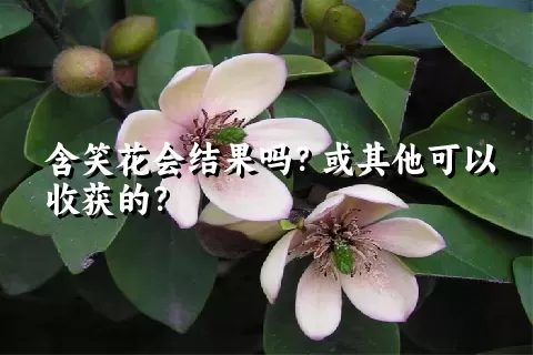 含笑花会结果吗？或其他可以收获的？