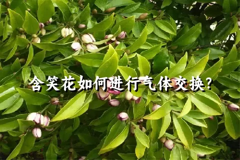 含笑花如何进行气体交换？