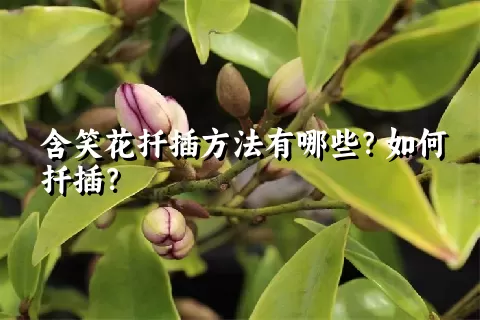 含笑花扦插方法有哪些？如何扦插？