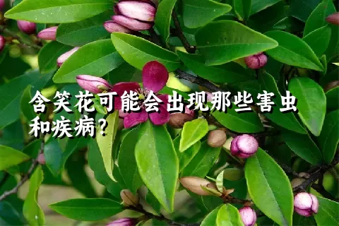 含笑花可能会出现那些害虫和疾病？