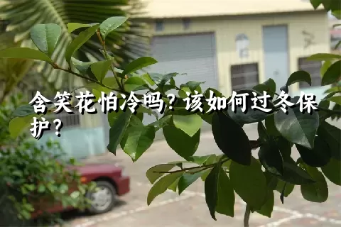 含笑花怕冷吗？该如何过冬保护？