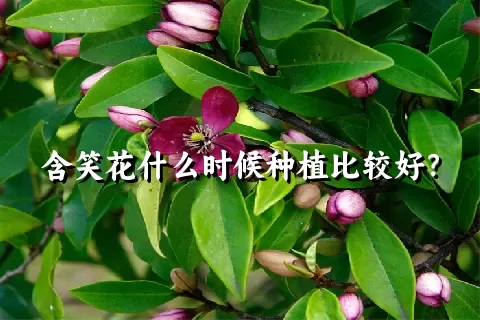 含笑花什么时候种植比较好？