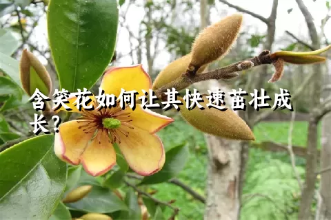 含笑花如何让其快速茁壮成长？