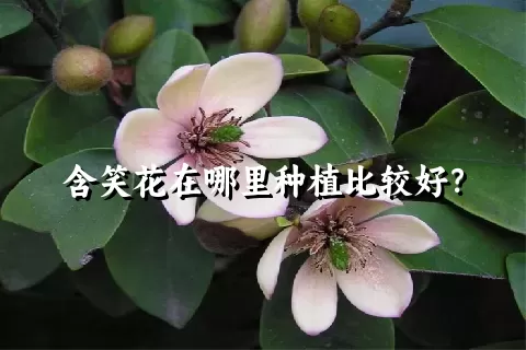 含笑花在哪里种植比较好？