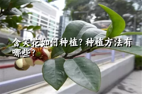 含笑花如何种植？种植方法有哪些？