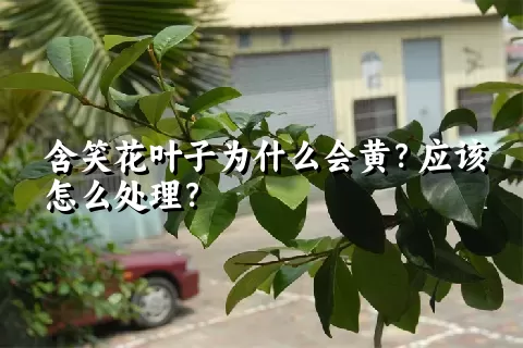 含笑花叶子为什么会黄？应该怎么处理？