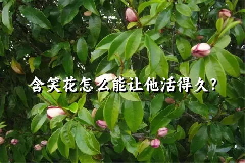 含笑花怎么能让他活得久？