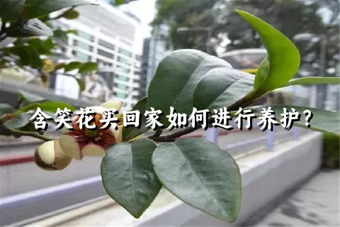 含笑花买回家如何进行养护？