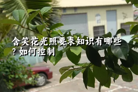 含笑花光照要求知识有哪些？如何控制