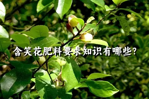 含笑花肥料要求知识有哪些？