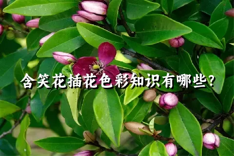 含笑花插花色彩知识有哪些？