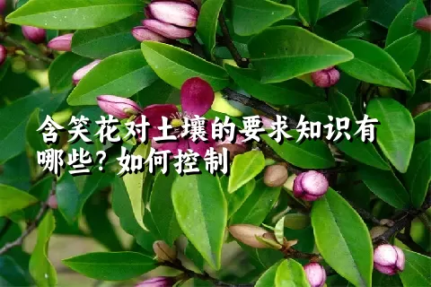 含笑花对土壤的要求知识有哪些？如何控制