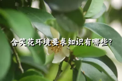 含笑花环境要求知识有哪些？