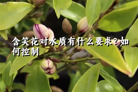 含笑花对水质有什么要求？如何控制