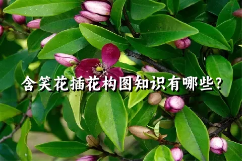 含笑花插花构图知识有哪些？