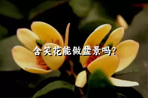 含笑花能做盆景吗？