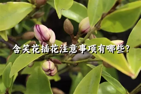 含笑花插花注意事项有哪些？