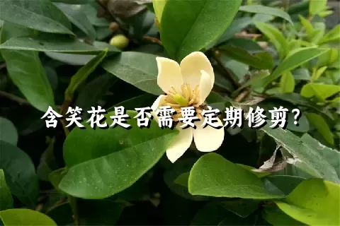 含笑花是否需要定期修剪？