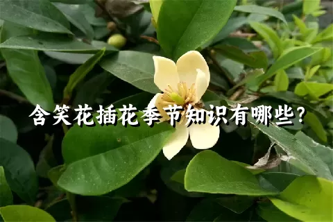 含笑花插花季节知识有哪些？