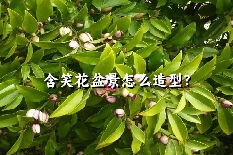 含笑花盆景怎么造型？