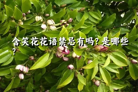 含笑花花语禁忌有吗？是哪些？