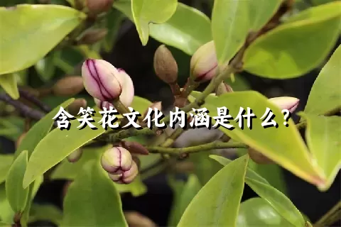 含笑花文化内涵是什么？