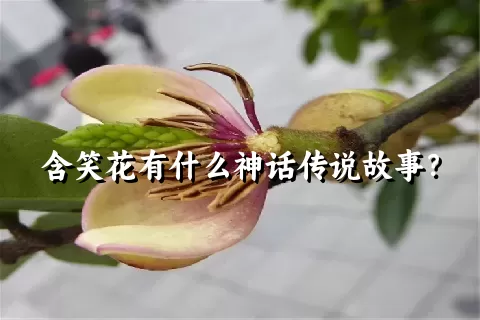 含笑花有什么神话传说故事？