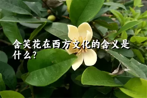 含笑花在西方文化的含义是什么？