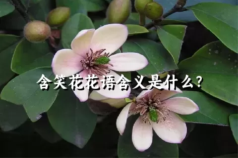 含笑花花语含义是什么？