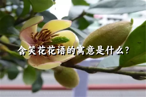 含笑花花语的寓意是什么？