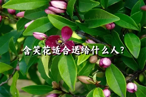 含笑花适合送给什么人？