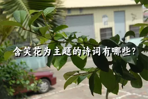 含笑花为主题的诗词有哪些？