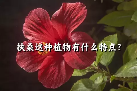 扶桑这种植物有什么特点？