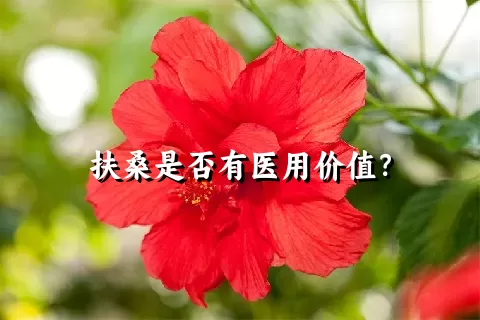 扶桑是否有医用价值？