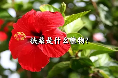 扶桑是什么植物？