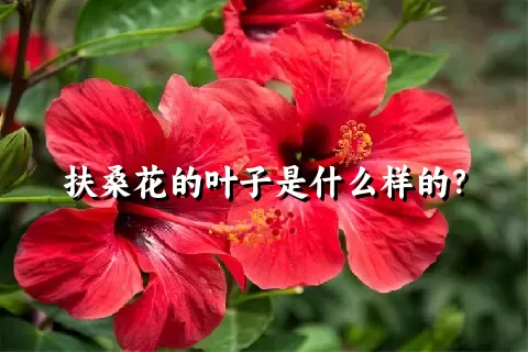 扶桑花的叶子是什么样的？