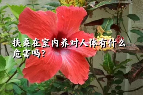 扶桑在室内养对人体有什么危害吗？